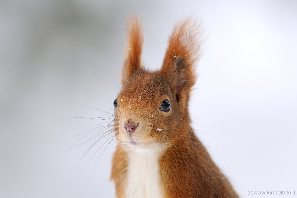 30704 Sciurus vulgaris (Scoiattolo rosso).jpg